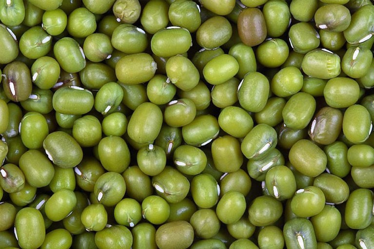Green Mung Bean
